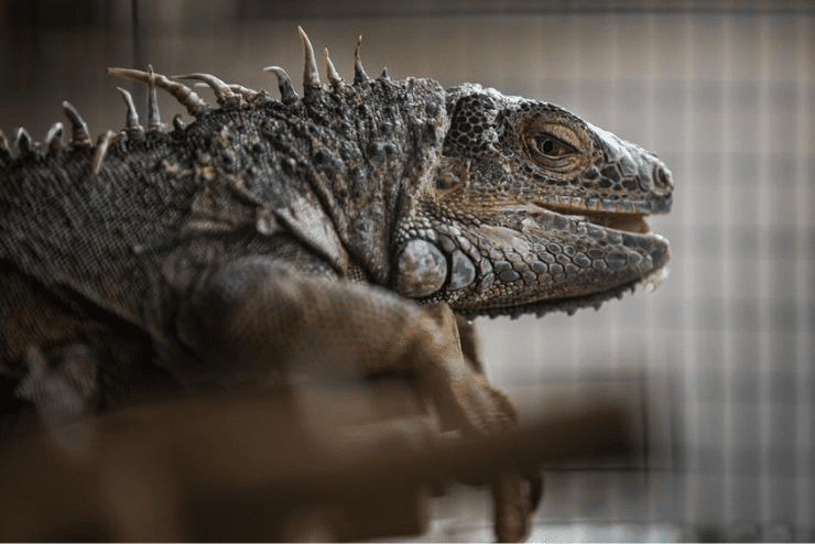 Iguana at Croc City Crocodile and Reptile Park 