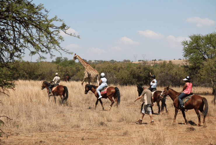 Unique Animal Encounters in Hartebeespoort