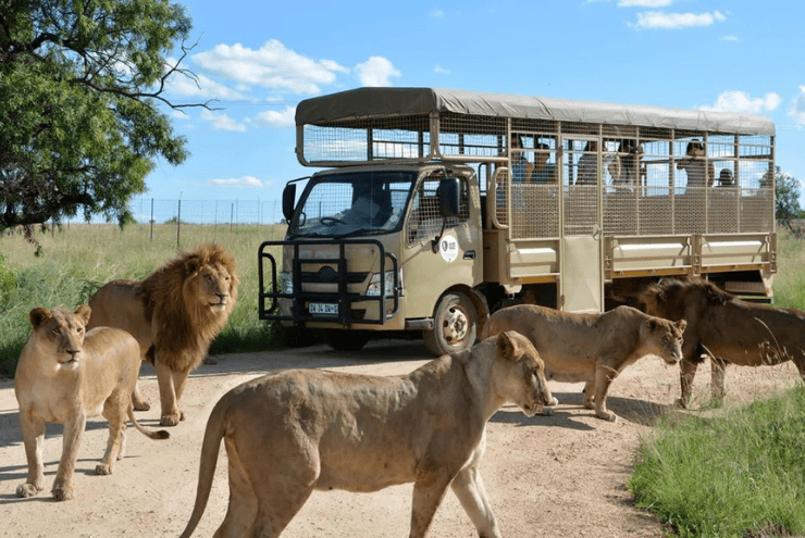 Unique Animal Encounters in Hartebeespoort