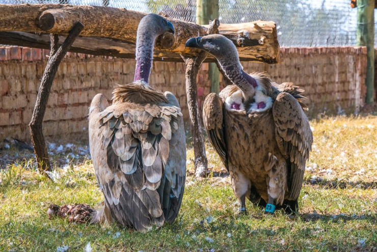 Unique Animal Encounters in Hartebeespoort