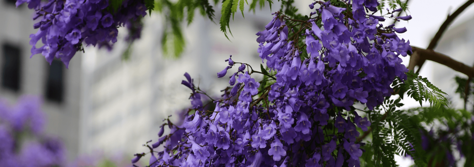 Dlala Nje Jacaranda Walking Tour in Johannesburg