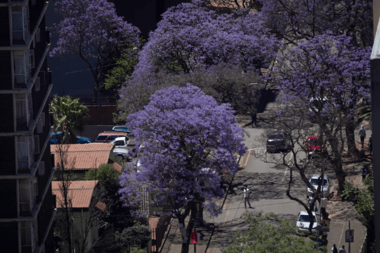 Dlala Nje Jacaranda Walking Tour in Johannesburg