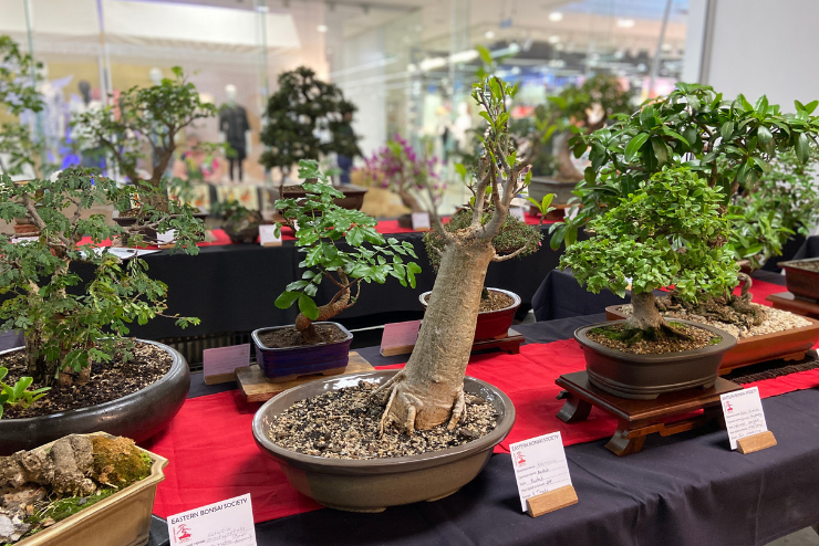 The Houghton Bonsai and Succulent Show