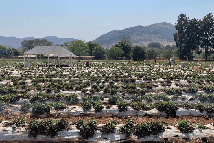 Fruit Picking in Johannesburg