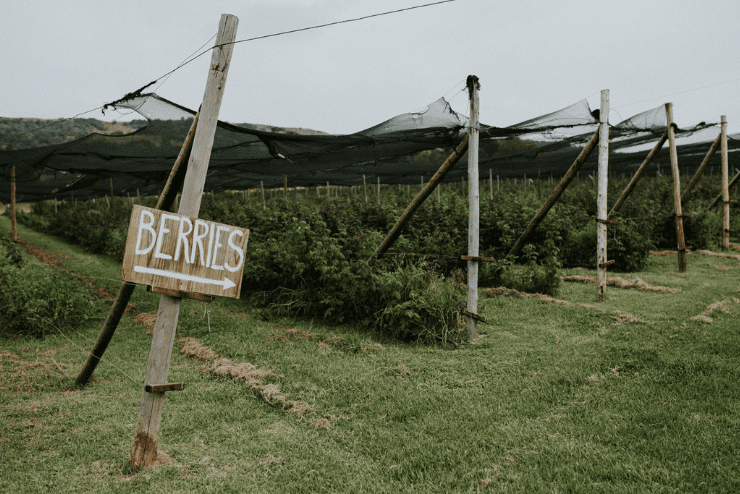 Fruit Picking in Johannesburg