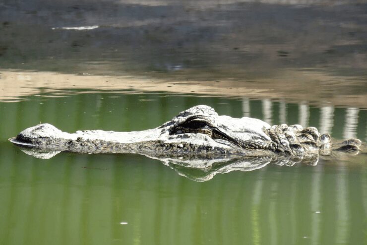 crocodile swimming in a pond at Croc City in Johannesburg