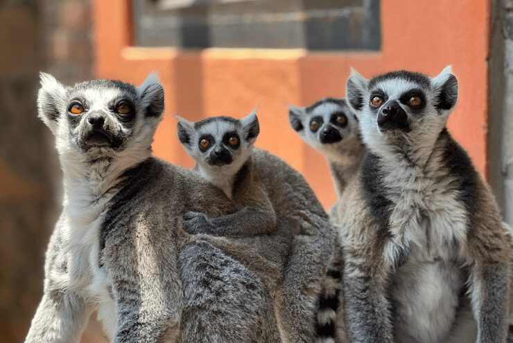 group of African lemur animals huddling together