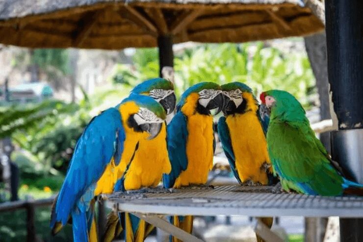 Petting Farms in Johannesburg