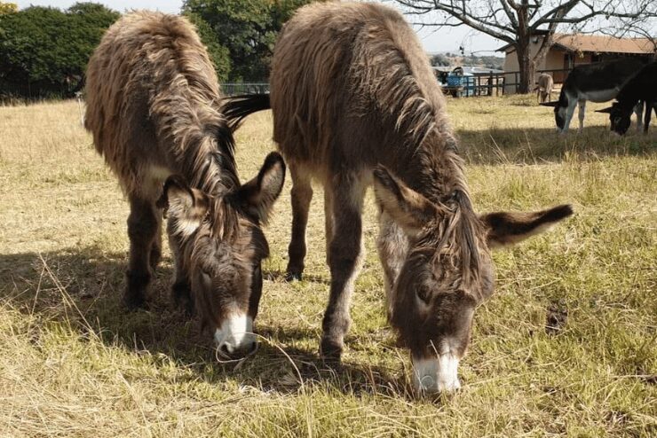 Donkey's grazing on a farm at Rest Ur Ass Donkey Sanctuary