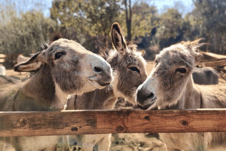 Petting Farms in Johannesburg