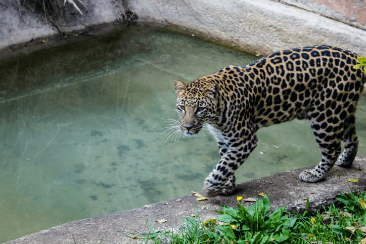 leopard at Johannesburg Zoo