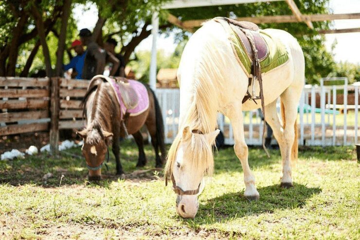 horses grazing in a field in Johannesburg