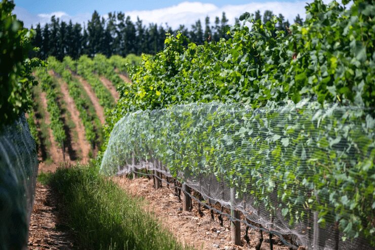 vineyards in the Elgin wine route