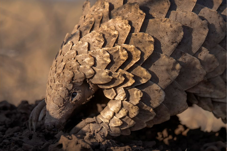 A pangolin in the dirt