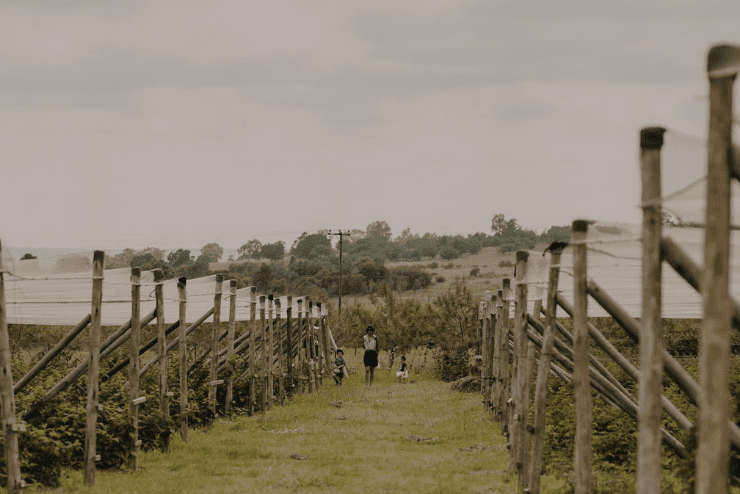 The Field Berry Farm