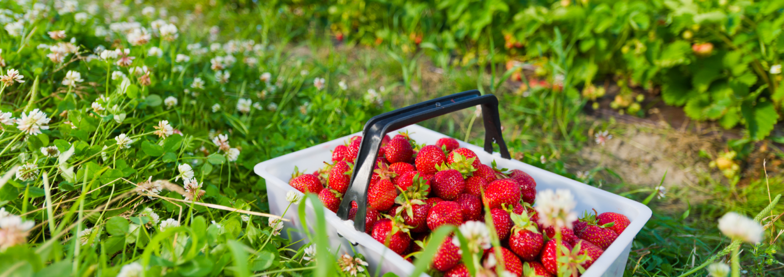 fruit picking in johannesburg