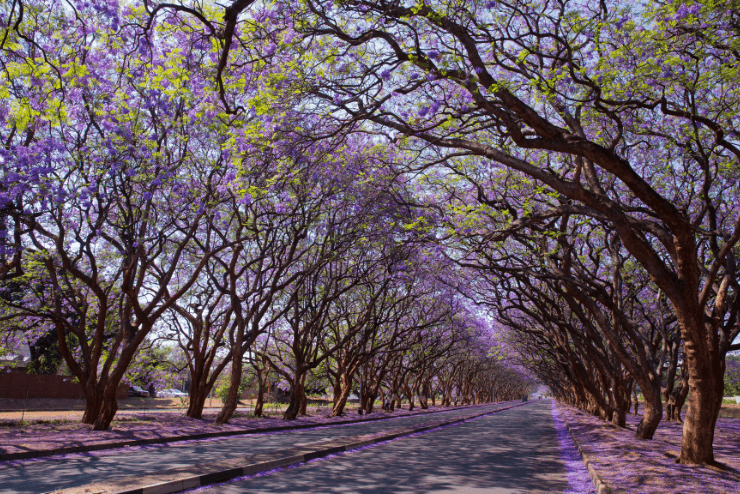 Jacaranda Art Challenge