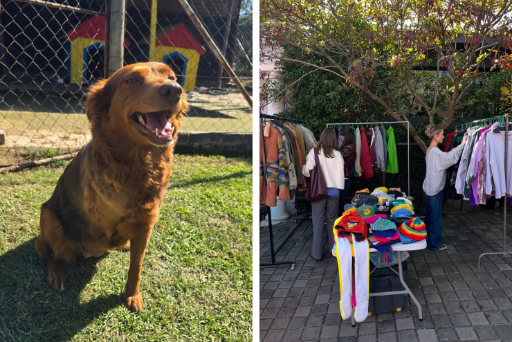 Market for 4paws and SPCA Mandela Day | What's on in Joburg